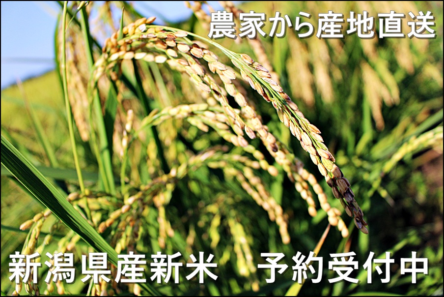 新潟県産新米