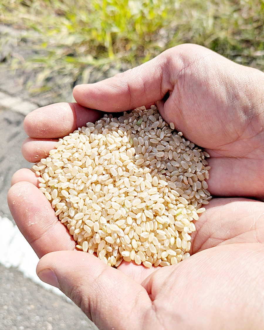 筑波山麓コシヒカリ 令和6年産 ビックリおいしい 令和6年産 新潟県産