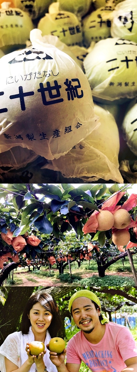 栽培農園